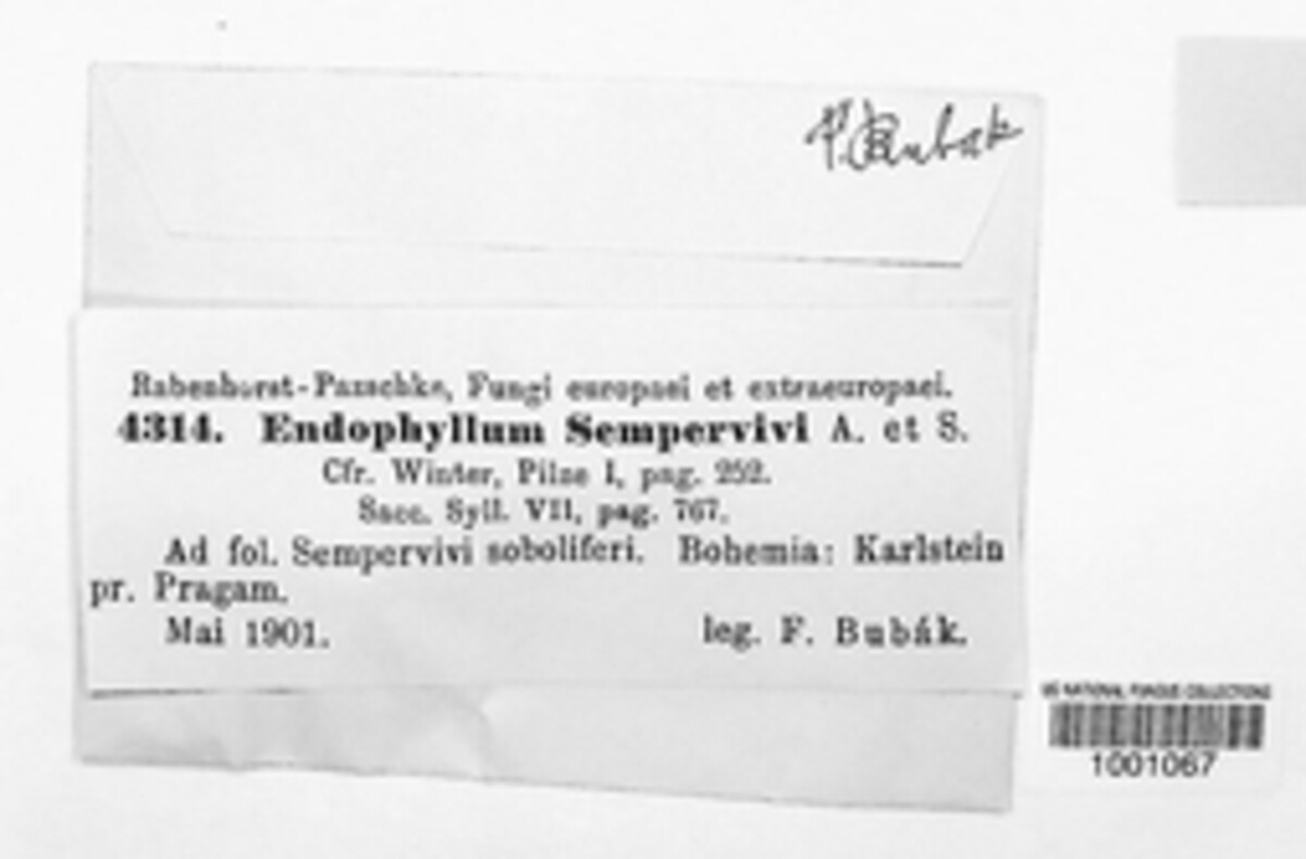 Endophyllum sempervivi image